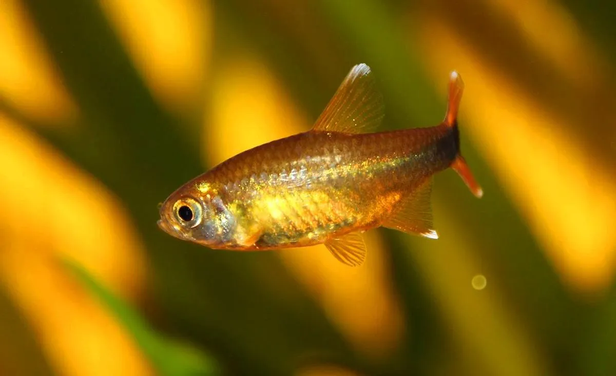 Silvertip Tetra with shiny golden scales and orange fins swimming in aquarium
