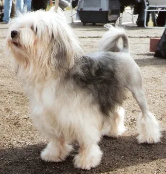 Lowchen dog standing with tail curled up