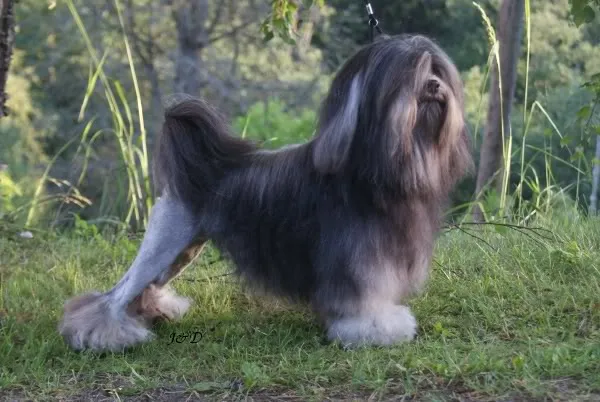 Dark Lowchen dog stands in green grass with trees behind