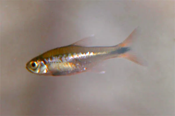 Silvertip Tetra with golden body and orange fins swimming in clear water