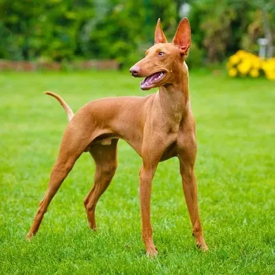 Tan Pharaoh Hound with large erect ears stands panting on green grass looking left
