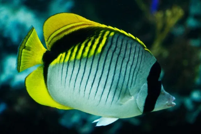 A Lined Butterflyfish with black stripes and yellow fins swimming in an aquarium