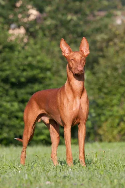 Elegant tan Pharaoh Hound with large erect ears stands on green grass with eyes closed