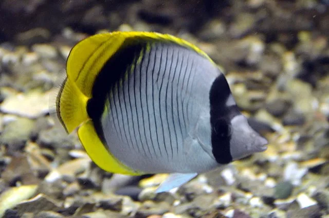 A Lined Butterflyfish with black vertical stripes and yellow fins swimming over gravel