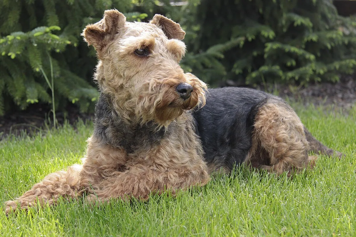 A tan and black Welsh Terrier with a wiry coat lies comfortably on green grass