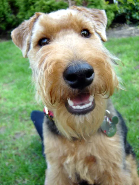 A close up of a happy Welsh Terrier with tan and black fur a long muzzle and an open mouth