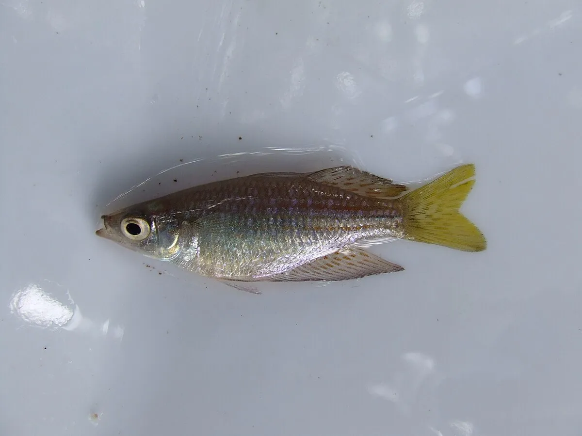 A small fish with iridescent scales and bright yellow fins lies on a white surface