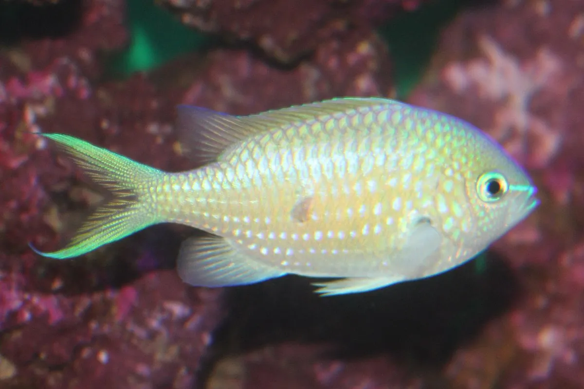 A shimmering Blue Green Chromis with subtle white spots swims left near purple rocks