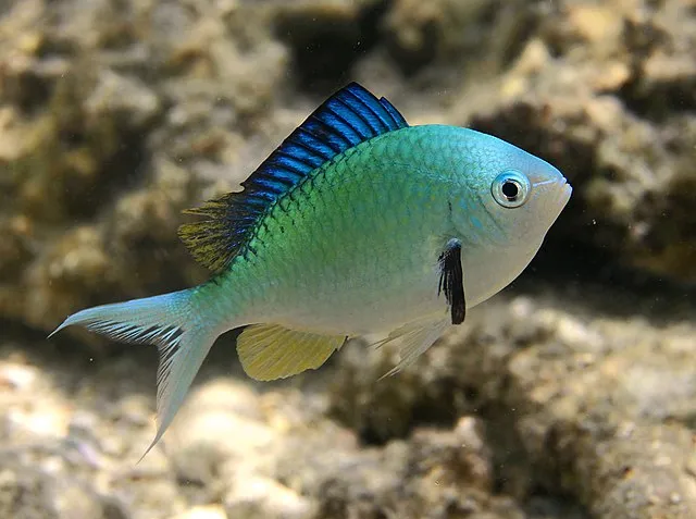 A striking blue and green Blue Green Chromis with a striped dorsal fin swims right