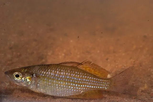 A small fish with diamond patterned scales and golden fins rests against a brown background
