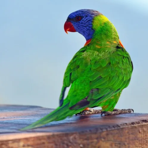 A Rainbow Lorikeet with a blue head and green back perches with its back to camera