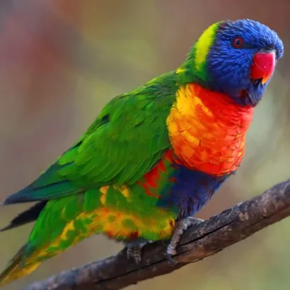 A vibrant Rainbow Lorikeet with blue green red and yellow feathers on a branch
