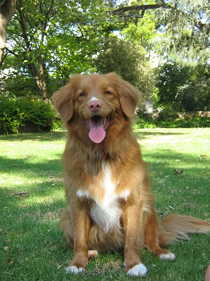 Nova Scotia Duck Tolling Retriever with white markings sits panting on green grass