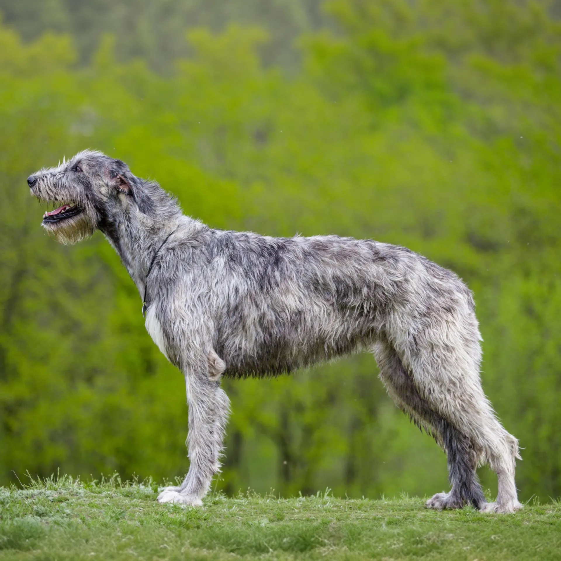 gray and white Irish Wolfhound with a wiry coat stands on lawn against