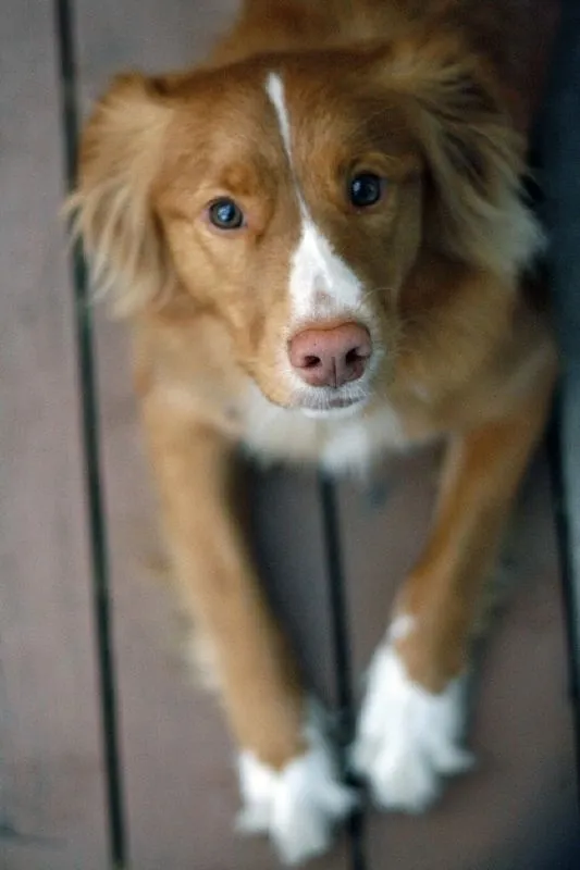 Nova Scotia Duck Tolling Retriever with amber eyes and white markings looks up