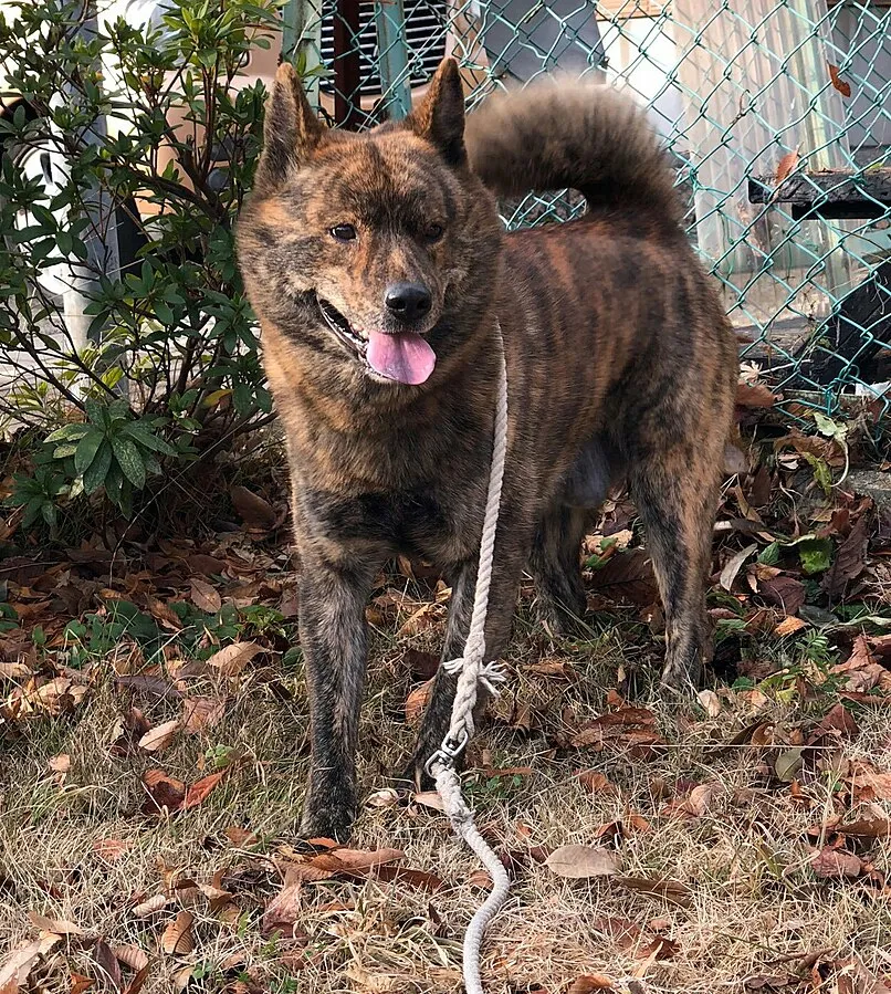 A brindle Kai Ken dog with a curled tail and pointed ears stands on fallen leaves