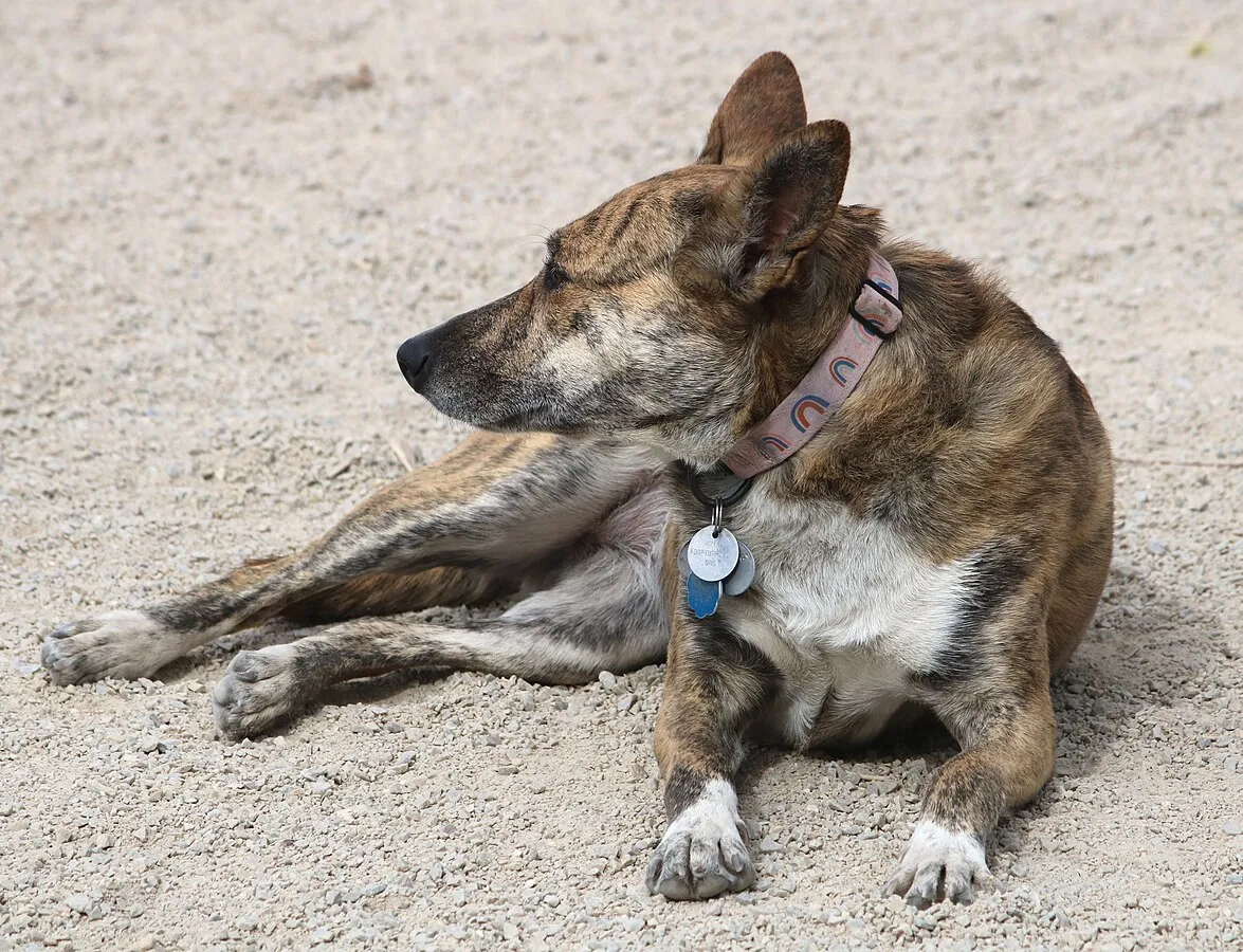 A brindle dog with erect ears and a light colored chest lies on sandy ground