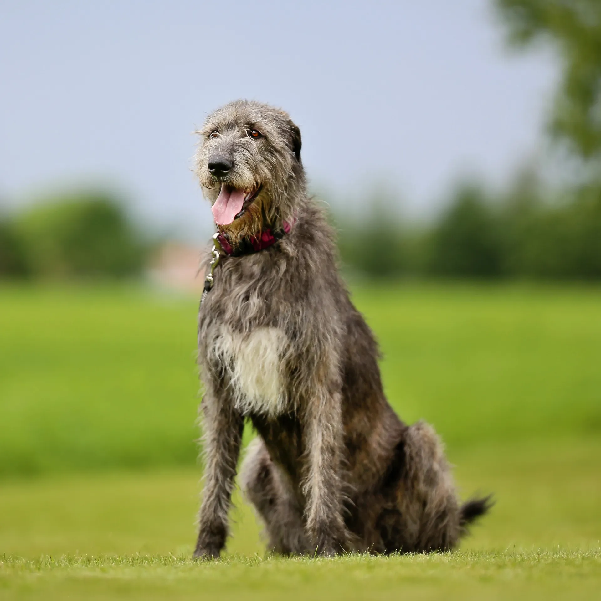 Large gray Irish Wolfhound sits panting on a green lawn with a red collar