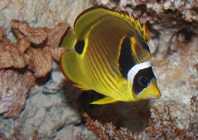 A yellow Raccoon Butterflyfish with a black mask and white band swimming near coral
