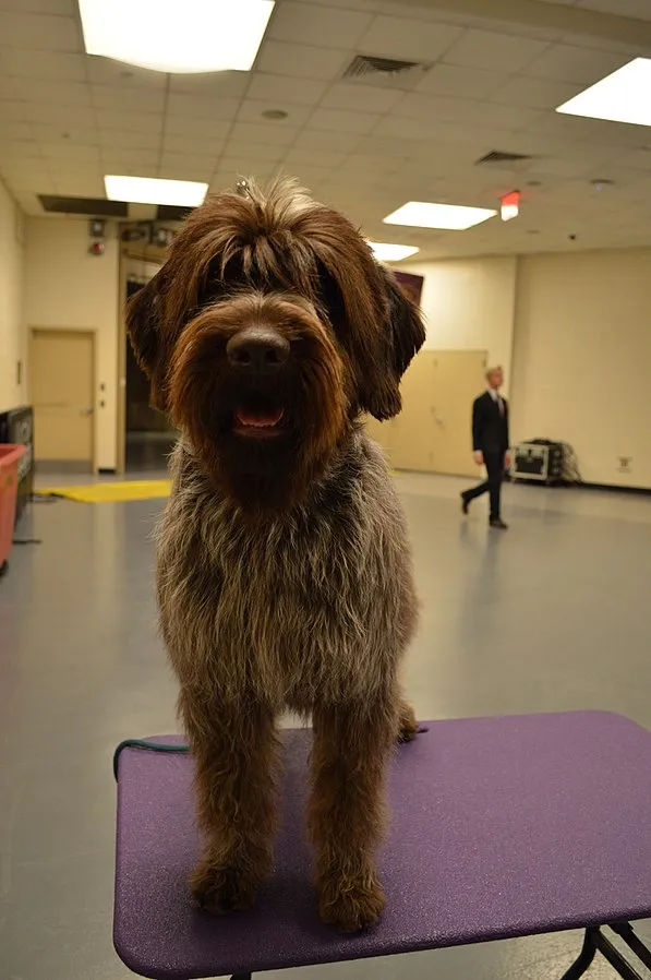 brown and gray Wirehaired Pointing Griffon stands on a purple grooming table indoors