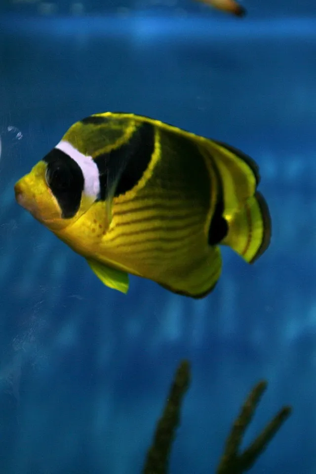 A yellow Raccoon Butterflyfish with a black mask swimming in bright blue water