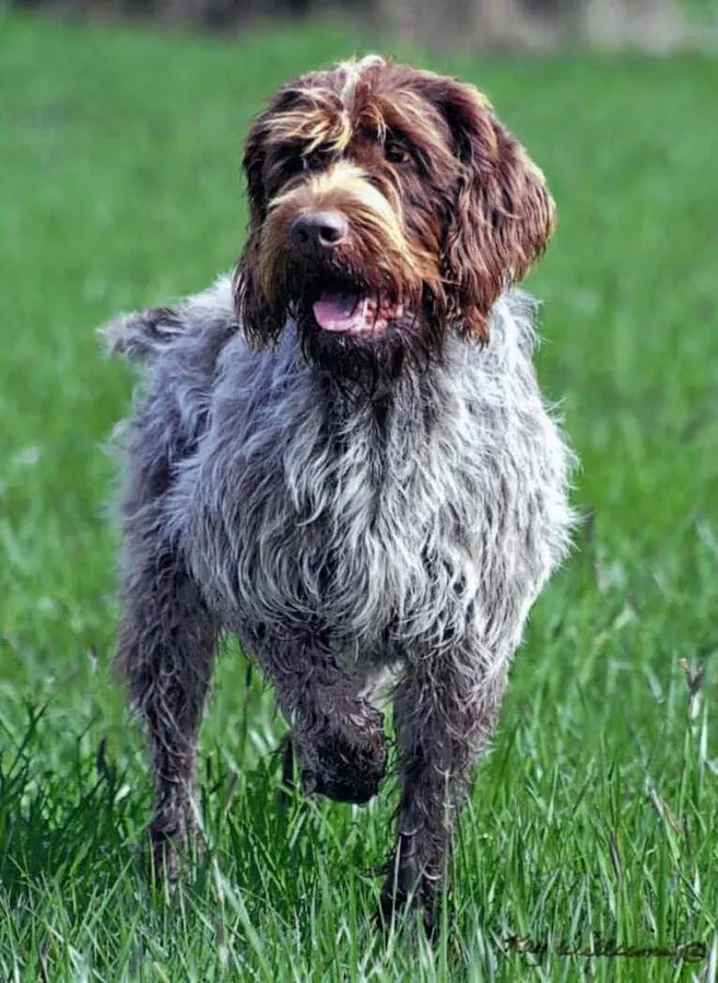 A brown and gray Wirehaired Pointing Griffon with a shaggy coat runs