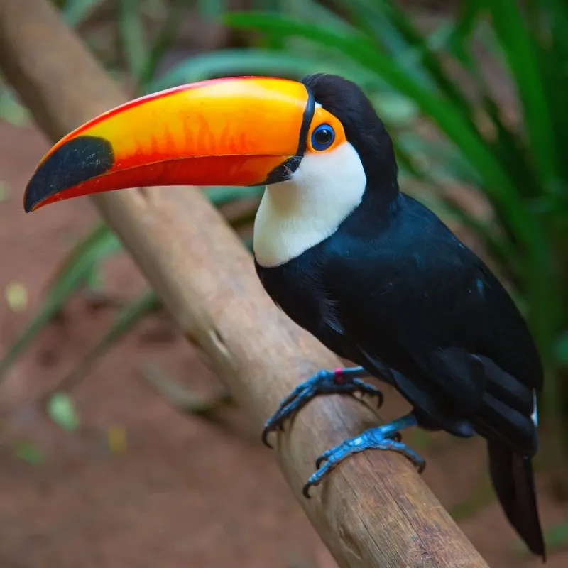 A Toco Toucan with a large orange beak and striking blue feet perched on a tree branch