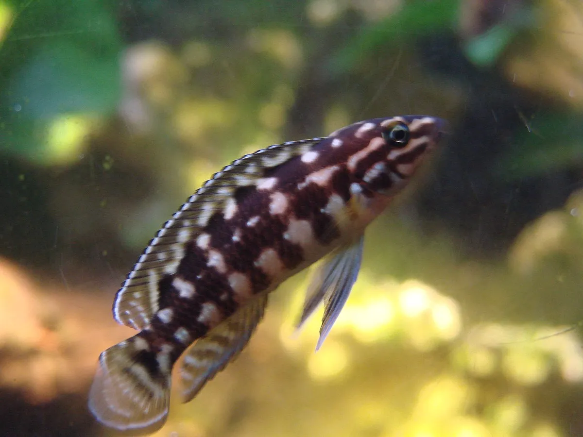 Julidochromis fish swimming gracefully in freshwater aquarium