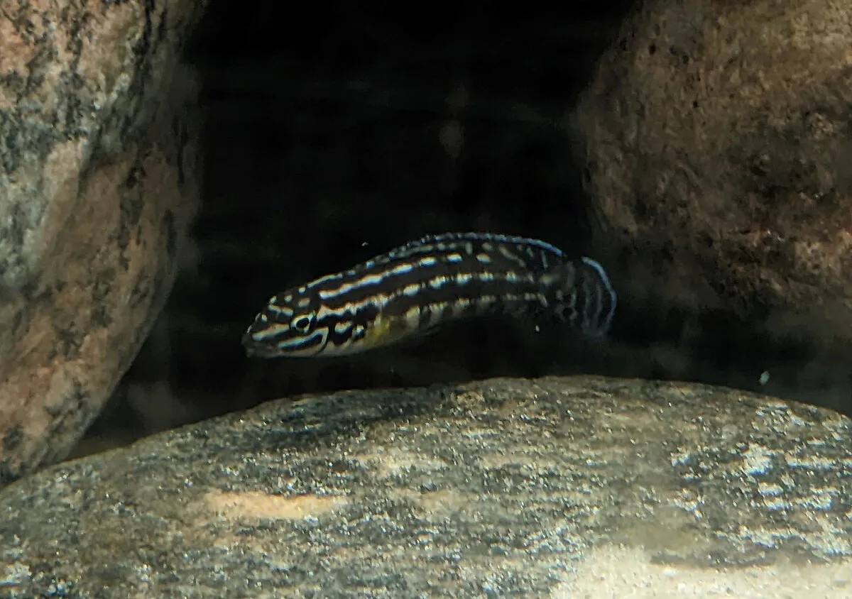 Julidochromis fish with striped body swimming between rocks in an aquarium