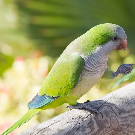 A Quaker Parrot with green and gray feathers stands on a branch with one claw raised