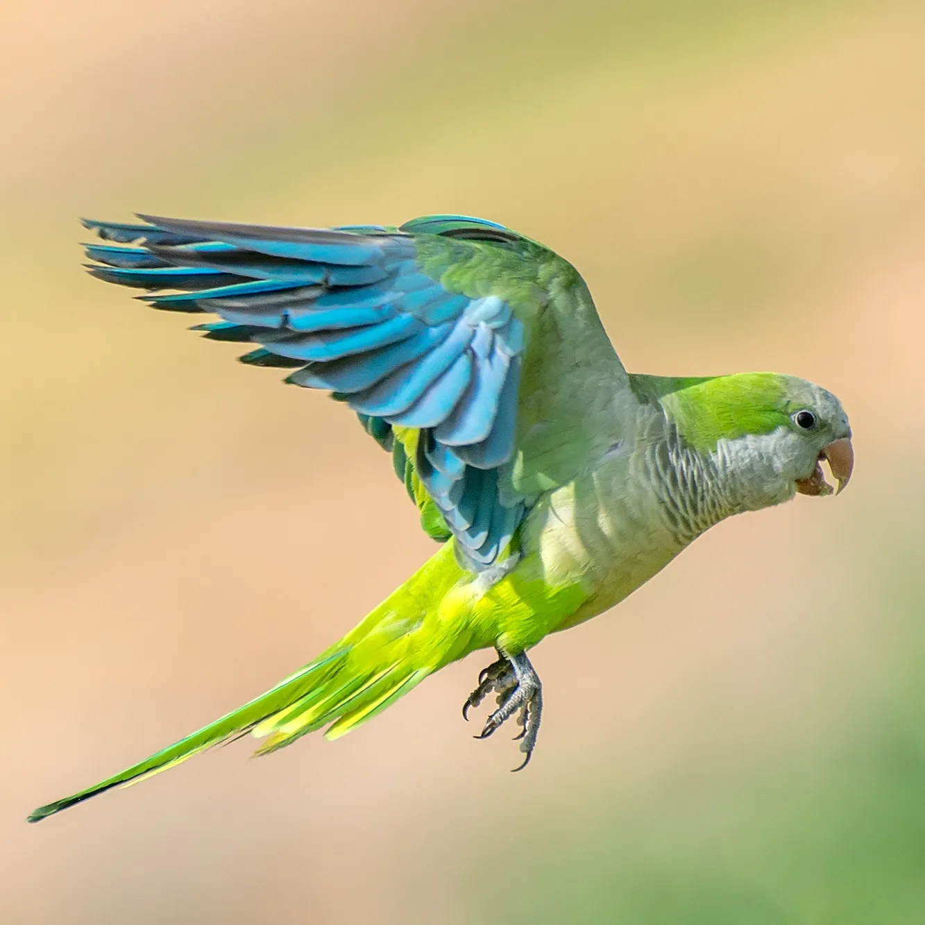 A Quaker Parrot with green and gray feathers and outstretched blue wings in mid flight