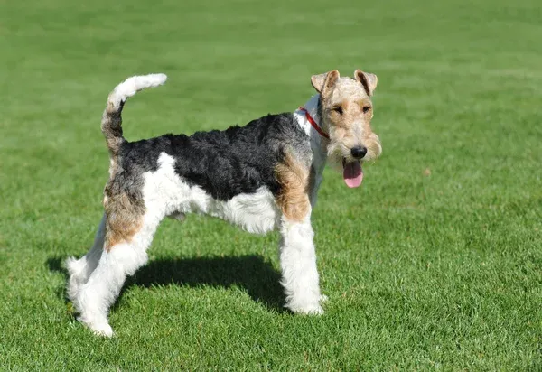 Wire Fox Terrier with black tan and white fur standing on green grass with tongue out