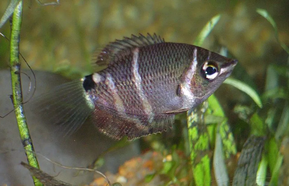 Chocolate Gourami with brown body and pale stripes swimming among green plants