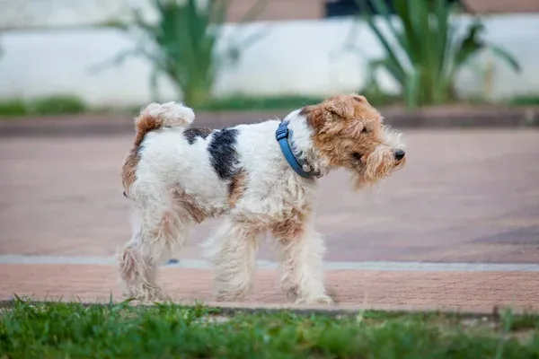 Wire Fox Terrier with white tan and black fur wearing a blue collar walking on pavement