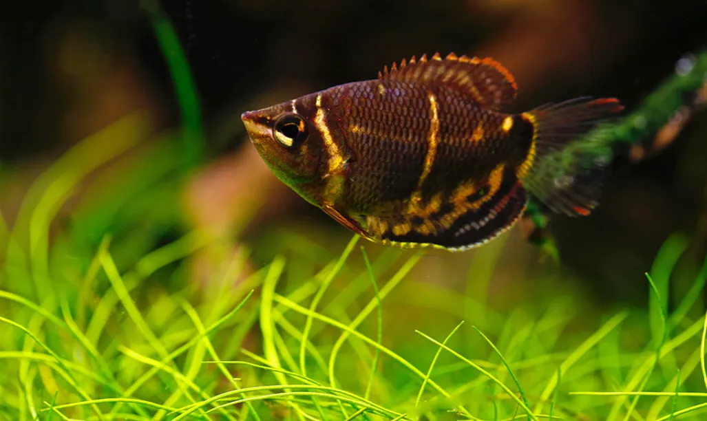 Chocolate Gourami displaying dark brown and yellow bands swimming over green plants