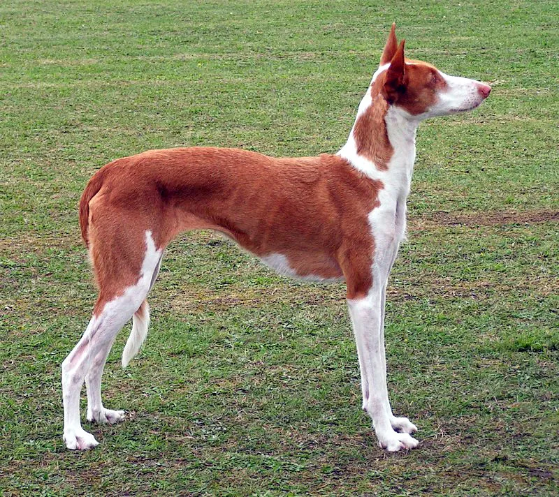 A slender reddish brown and white Ibizan Hound stands in profile on green grass