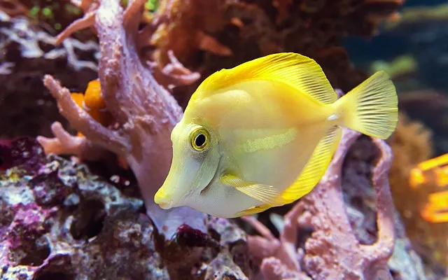 A bright yellow Yellow Tang fish swims next to vibrant pink and purple coral