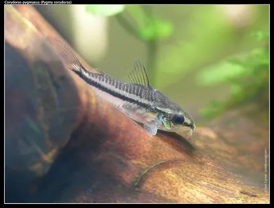A small Salt and Pepper Corydoras fish with a bold black stripe on a textured log