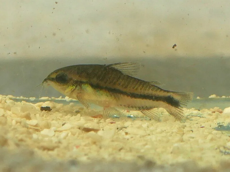 Two Salt and Pepper Corydoras fish with dark stripes swimming close together on gravel