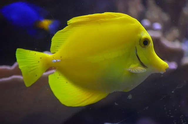 A bright yellow Yellow Tang fish swims in profile with a faint blue fish in the background