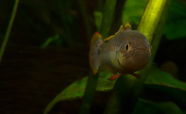 A small reddish brown fish with red fins peers out from behind green aquatic plants