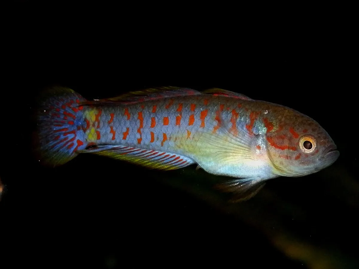 A colorful fish with red spots and blue fins stands out against a dark background