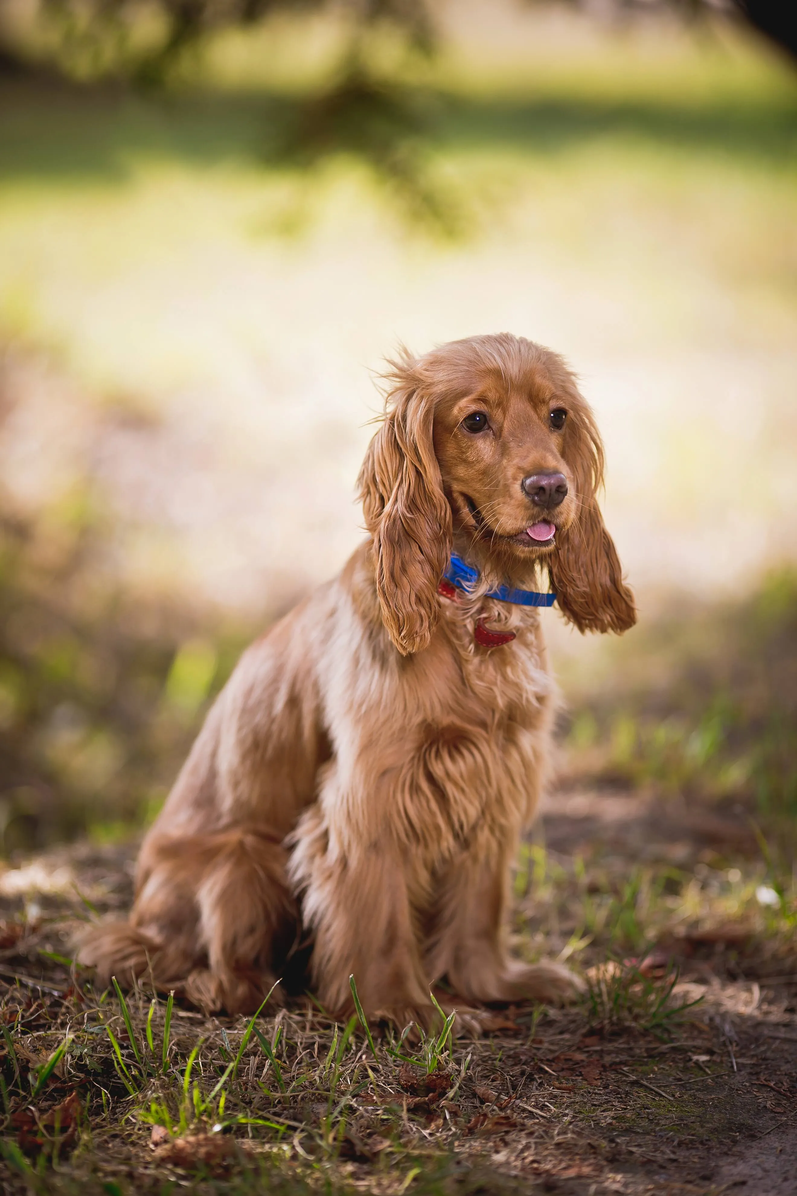 Brown Cocker Spaniel dog sits on grass and looking right with a blue collar