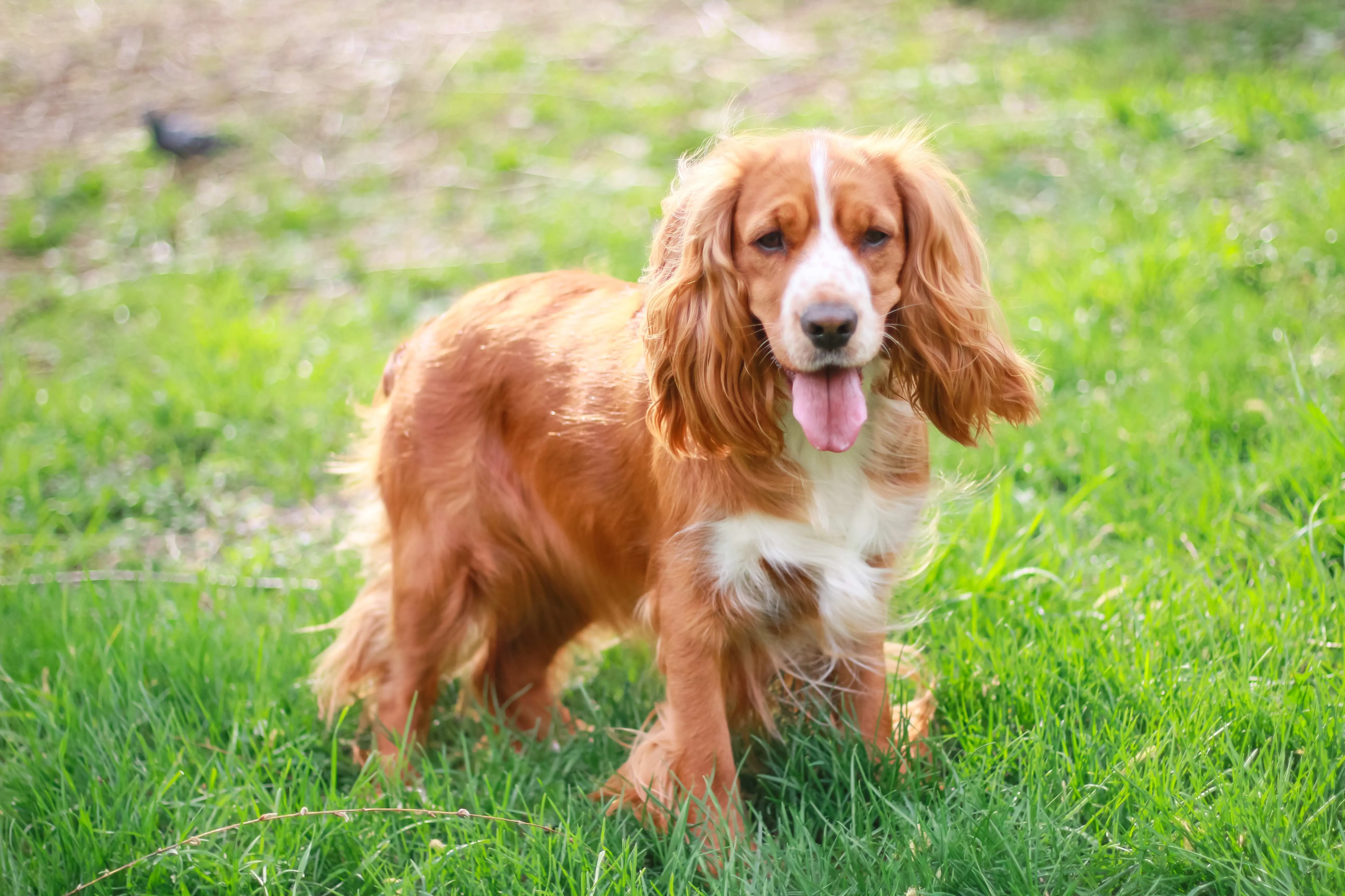 Brown white Cocker Spaniel dog stands on bright green grass looking forward with tongue out