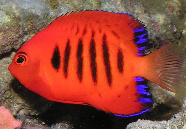 A brilliant red Flame Angelfish with black vertical stripes and electric blue fins swims left