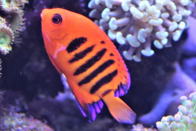 An orange Flame Angelfish with black stripes and purple tipped fins swims diagonally right