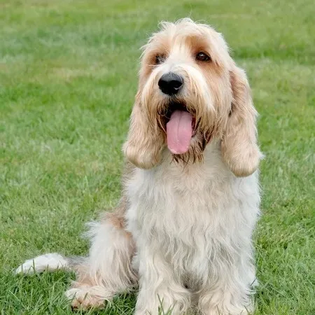 Rough coated tan and white Petit Basset Griffon Vendeen sits panting on green grass