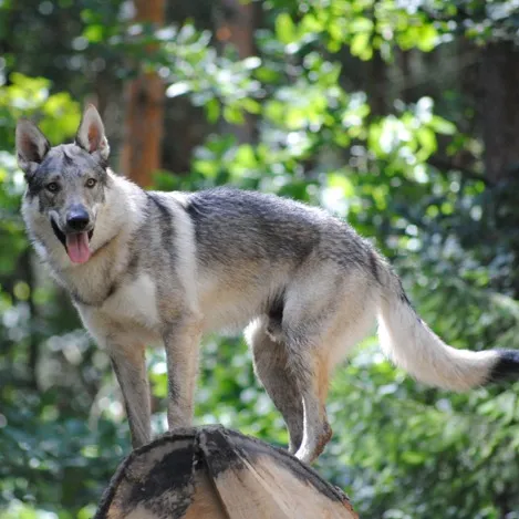 Gray and white Czechoslovakian Vlcak dog with pointed ears stands on log