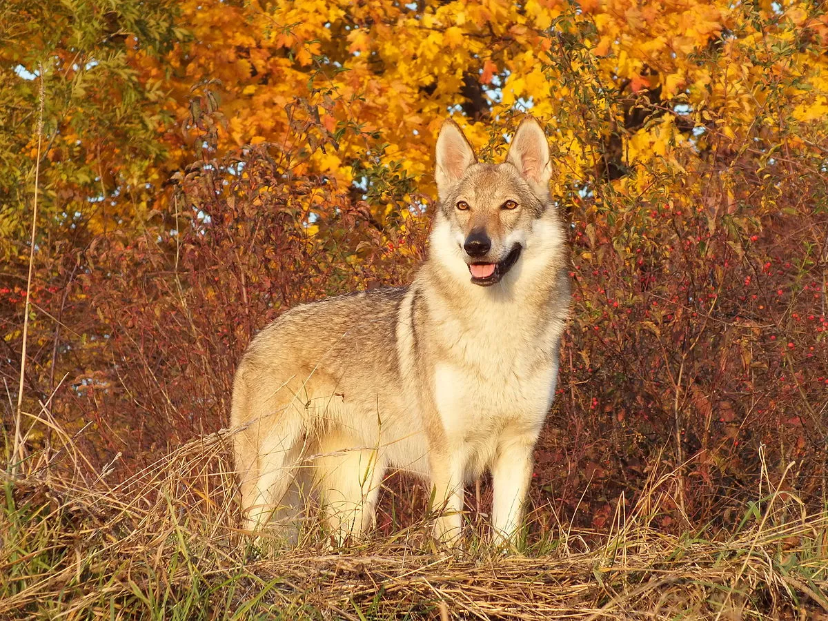 Light gray Czechoslovakian Vlcak dog with erect ears stands in autumn foliage