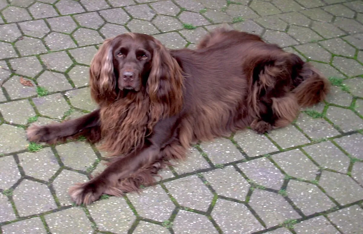 A long haired dark brown German Longhaired Pointer lies gracefully on patterned gray pavement